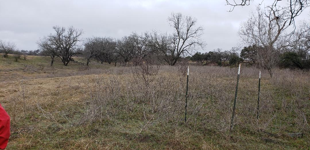 Dozer-work-Clearing-and-Gradeing-FredericksburgTx-before.jpg Dozer-work-Clearing-and-Gradeing-FredericksburgTx-before.jpg